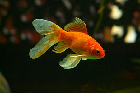 Picture for category Poissons