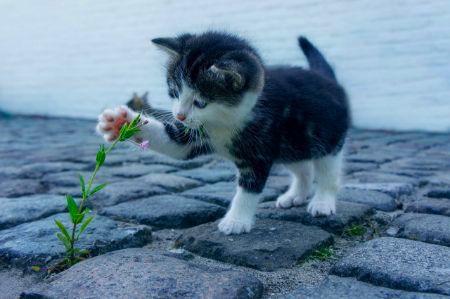 Image pour la catégorie Chats