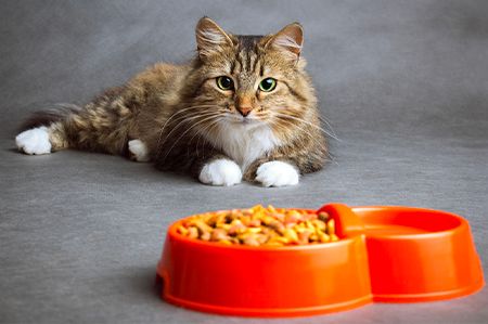 Image pour la catégorie Croquettes et Pâtées pour chats