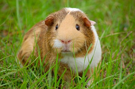 Image pour la catégorie Petits animaux