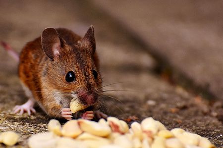 Image pour la catégorie Aliments pour petits animaux