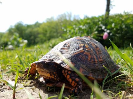 Image pour la catégorie Reptiles et Tortues