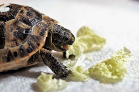 Image pour la catégorie Aliments pour reptiles et tortues