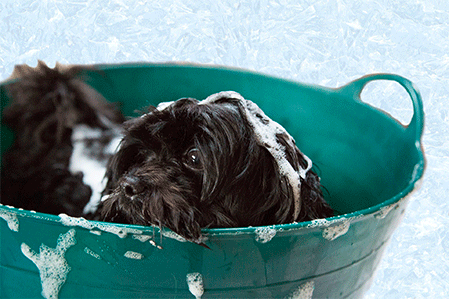 Image pour la catégorie Hygiène chiens