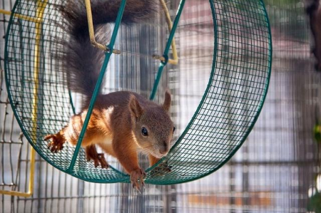 Image pour la catégorie Accessoires pour petits animaux