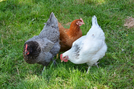 Image pour la catégorie Élevage et ferme