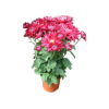 Chrysanthèmes pot 15 cm