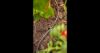 Image de Tuyau pour arrosage goutte-à-goutte 4,6 mm (3/16") - 50 m - GARDENA