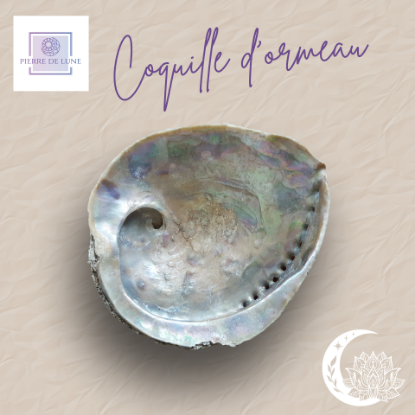 Picture of Coquille d'ormeau environ 14 cm